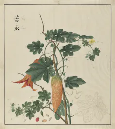 Painting of a bitter melon