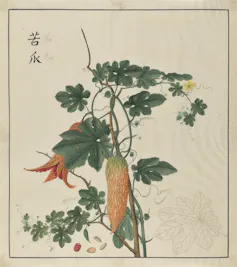 Painting of a bitter melon