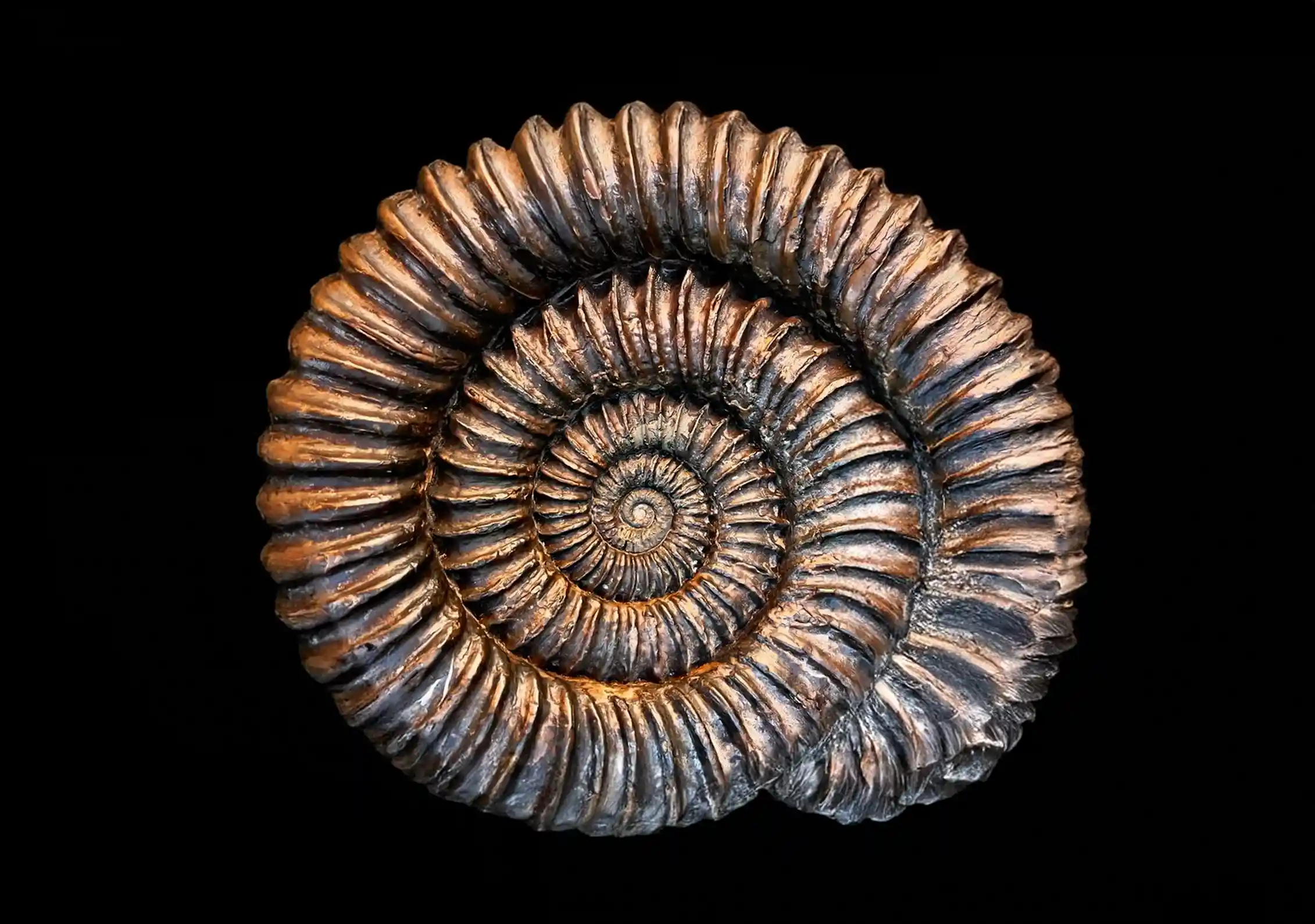 Shot of pyritized ammonite fossil, capturing metallic shine and intricate prehistoric shell structure.