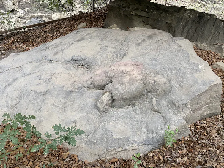 Possível pegada de T-Rex perto de Anasazi em Philmont em 2022.