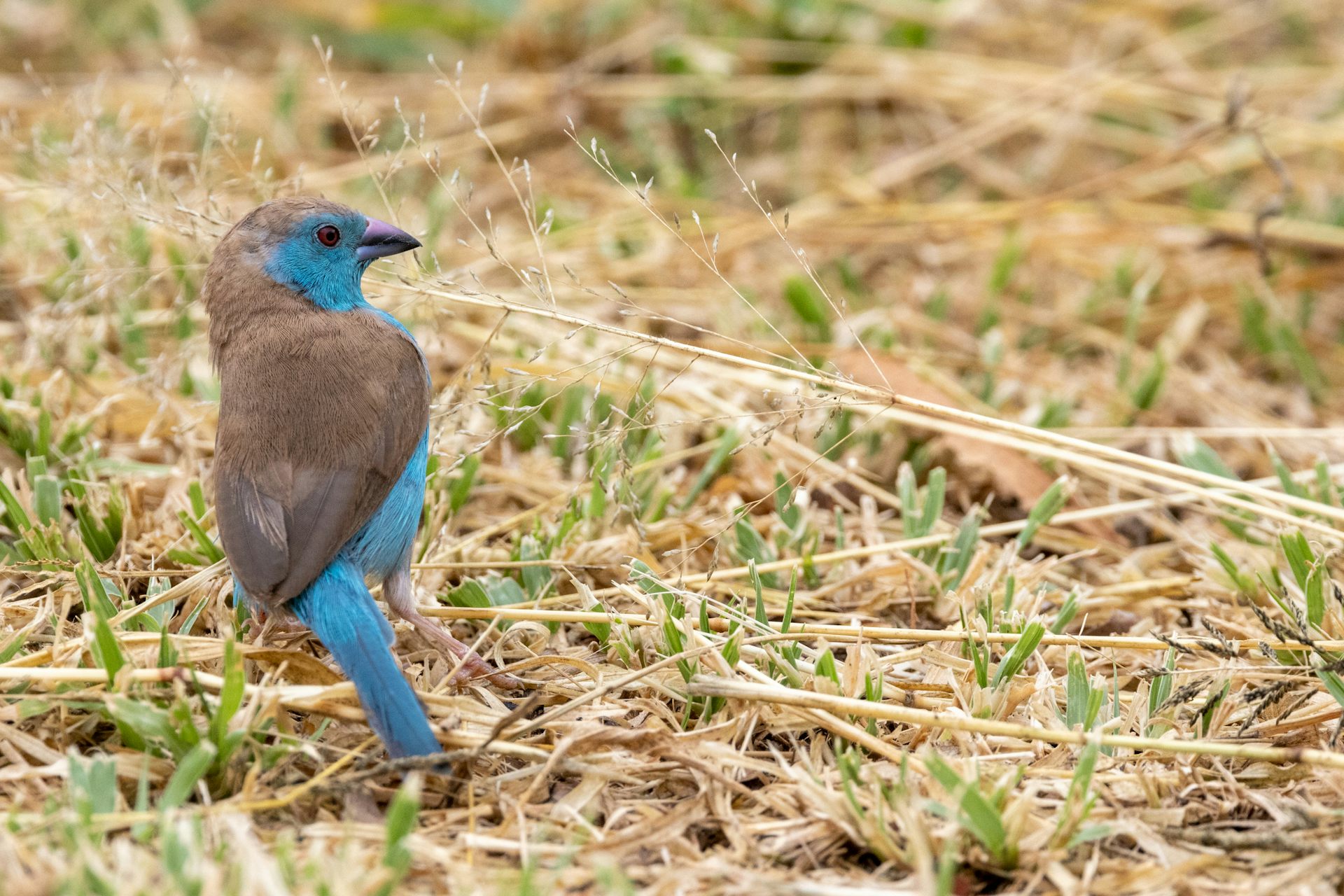 Humidity and heat are killers for tropical birds – waxbill and hornbill studies highlight the dangers