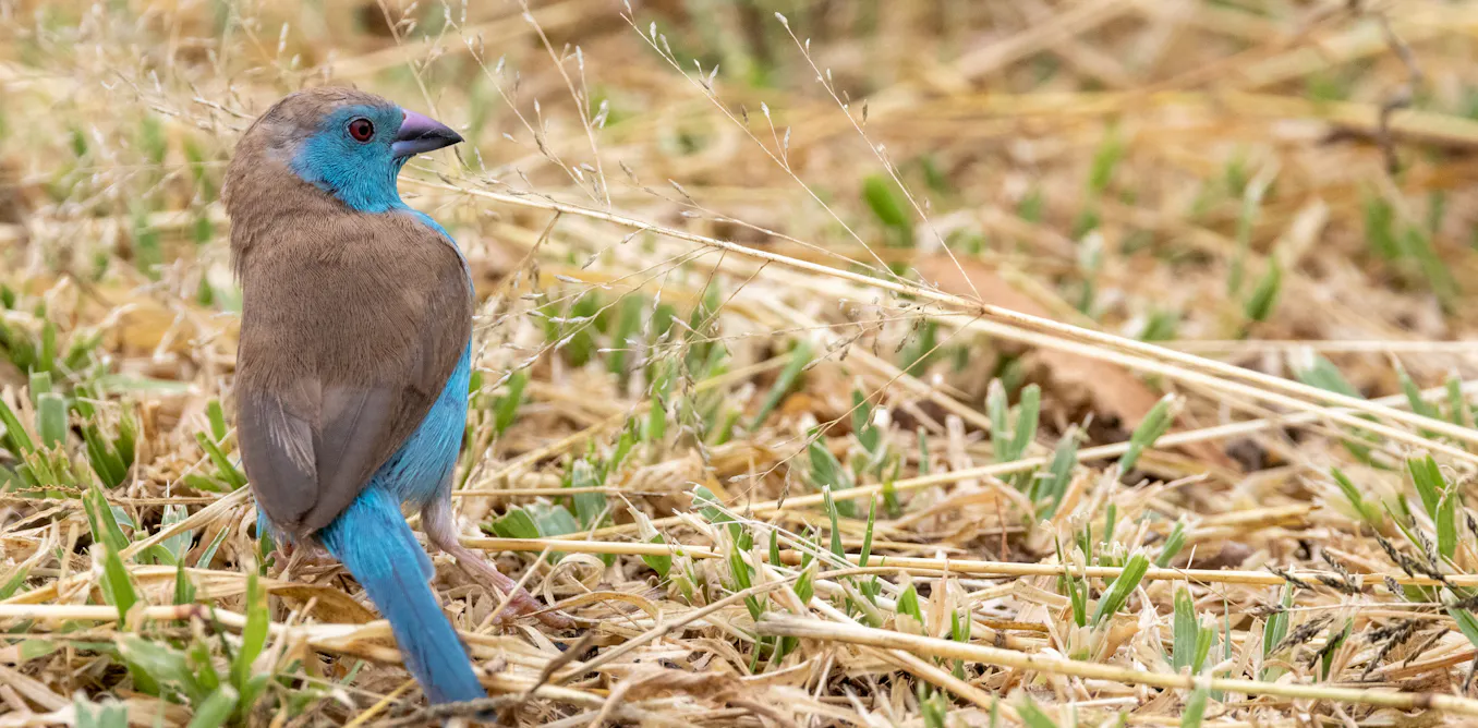 Humidity Bird Humidity and heat are killers for tropical birds – waxbill and hornbill ...