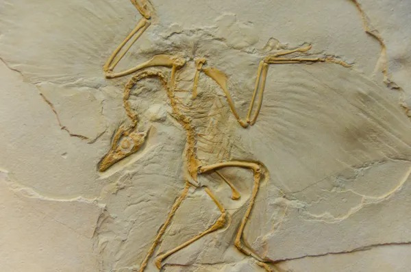 Archaeopteryx fossil imprint.