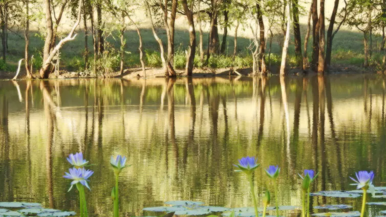 Water Lilies in a billabong roadside near McArthur River