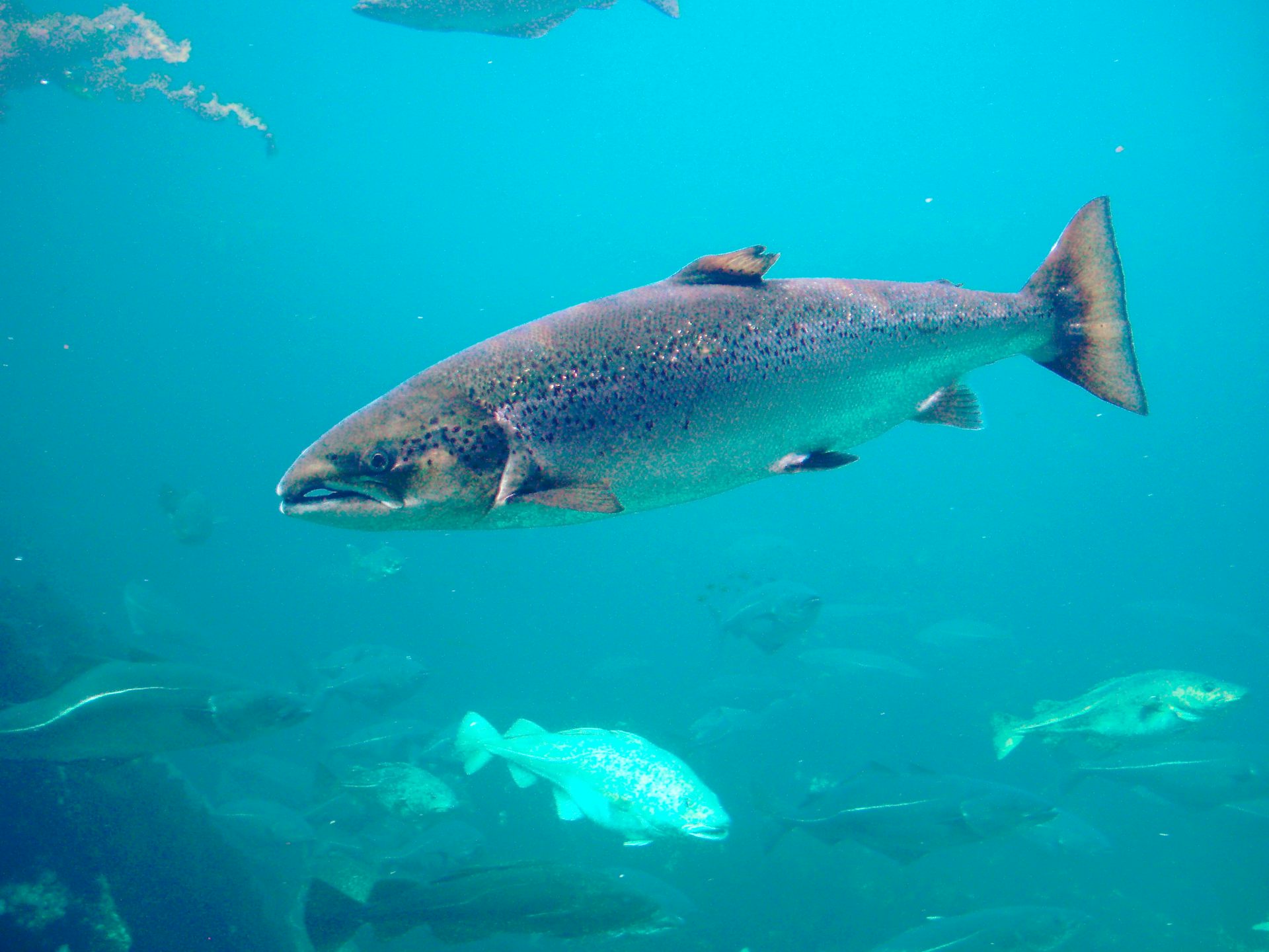 Coked to the gills? Cocaine-laced wastewater can make salmon roam twice as far