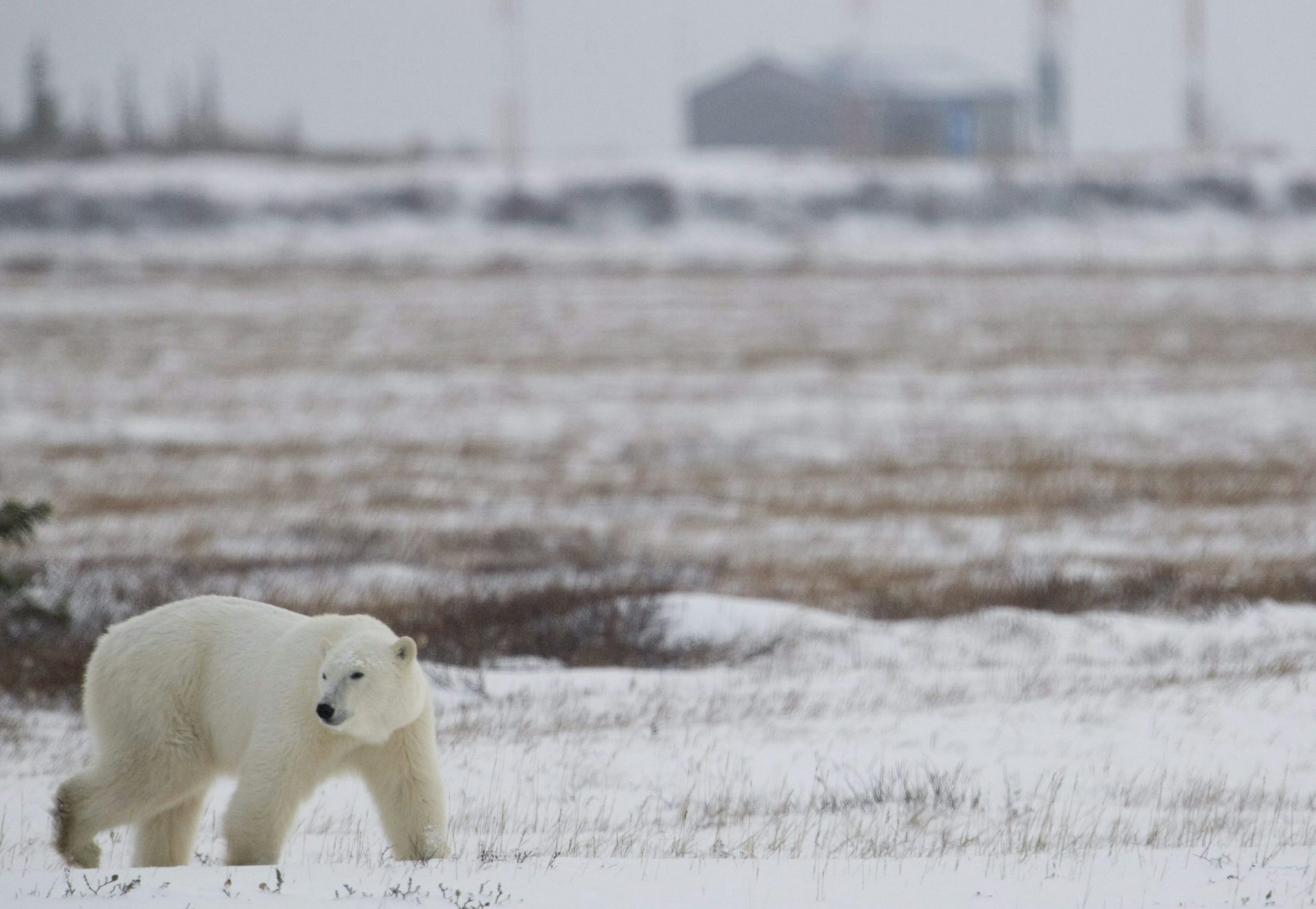 Un oso polar camina por una zona nevada.