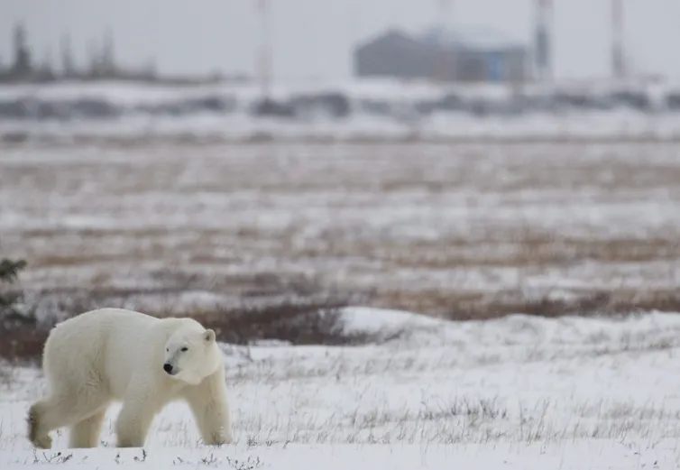 ¿Por qué los osos polares se acercan a la infraestructura humana? La respuesta es más compleja de lo que pensábamos 1 Un oso polar camina por una zona nevada.