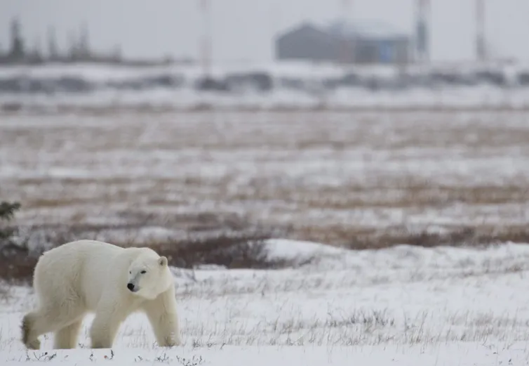 A polar bear walking in a snowy area