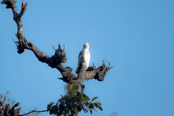 Hawk sitting in a tree