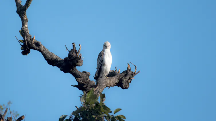 Hawk sitting in a tree