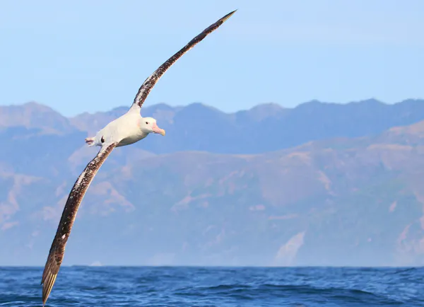 Albatross in flight