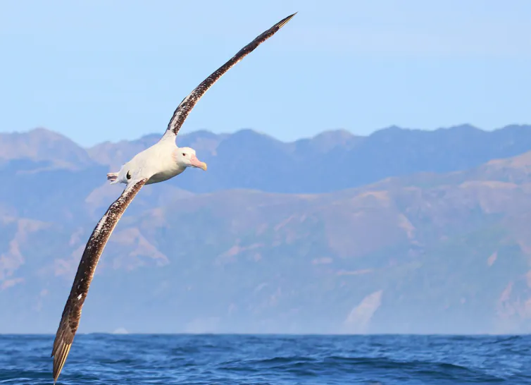 Albatross in flight