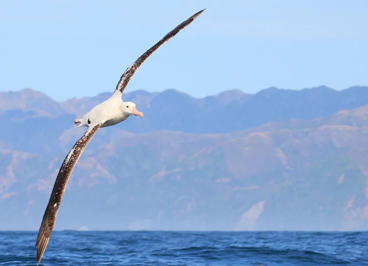 Albatross in flight