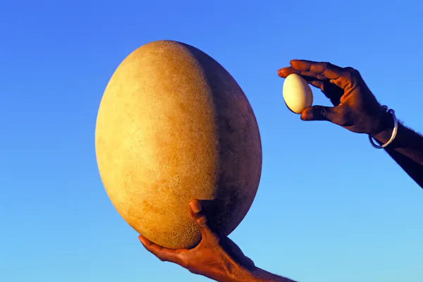Elephant bird egg and hen's egg