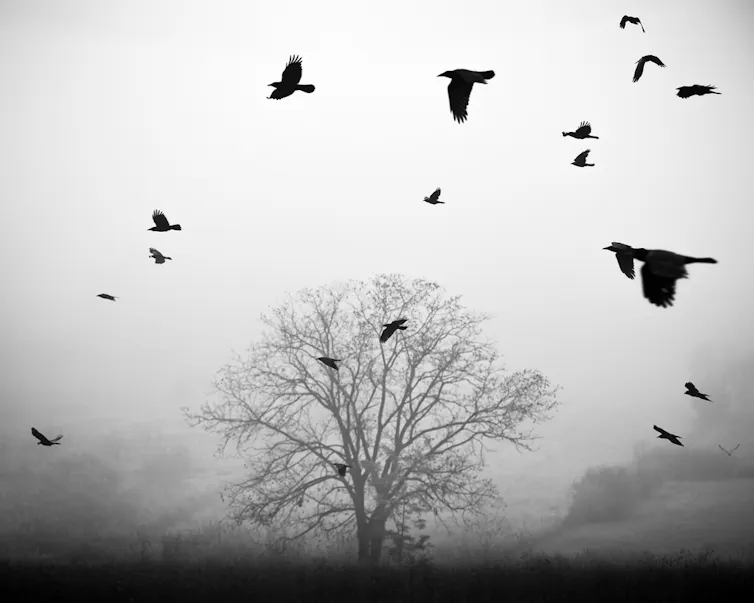 Crows in flight