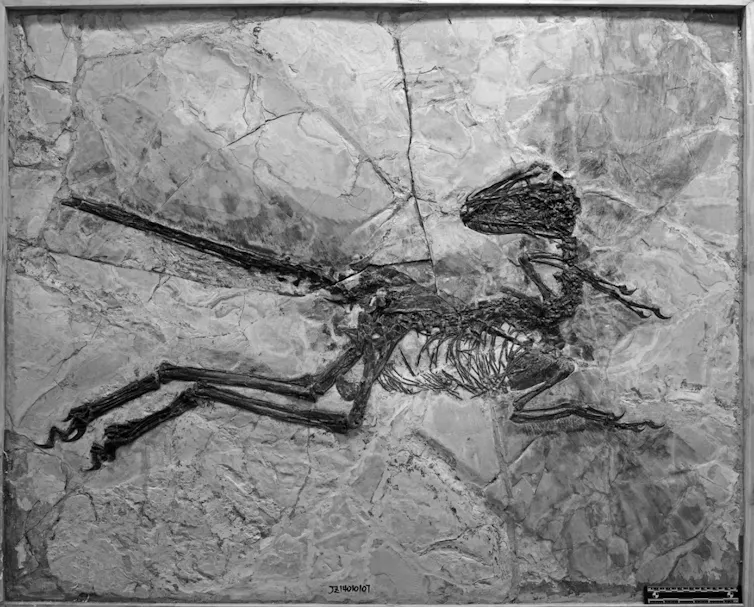 Raptor fossil called Zhenyuanlong
