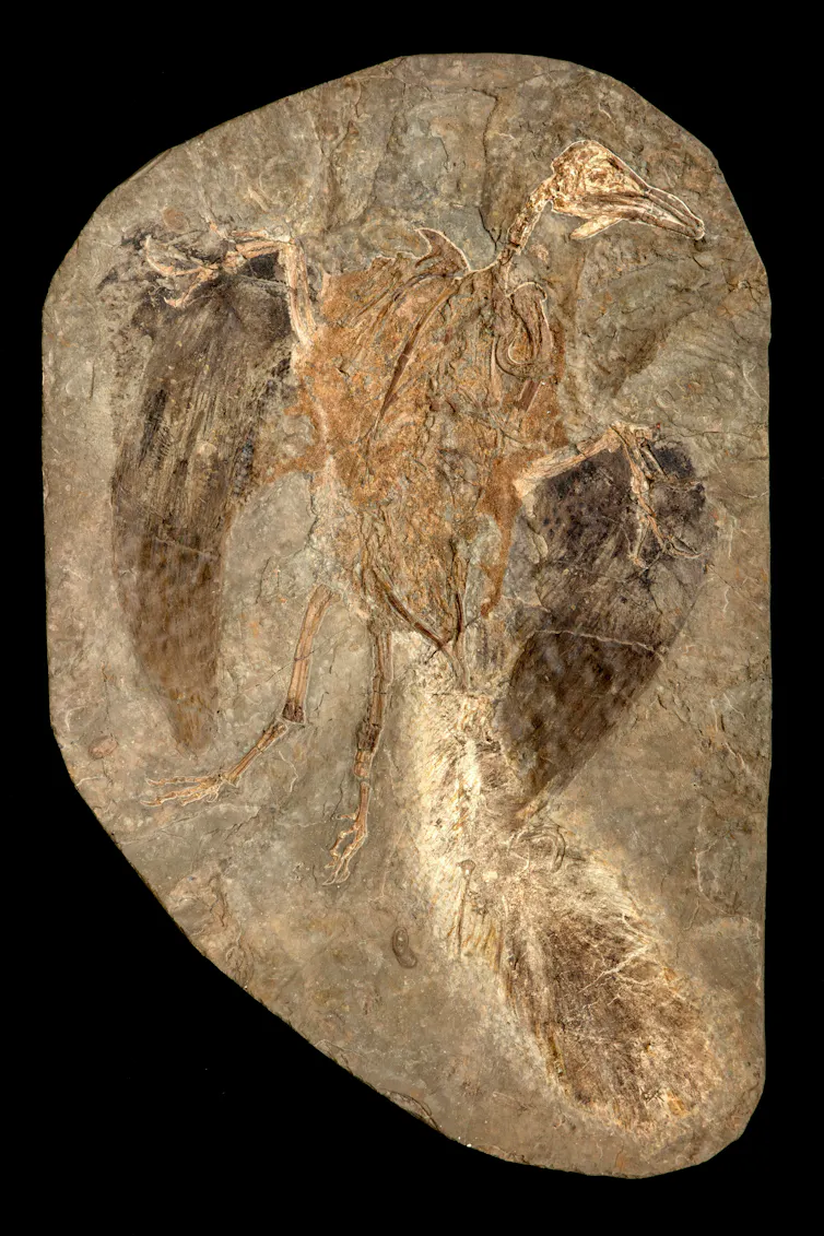 Fossil of a confuciusornis
