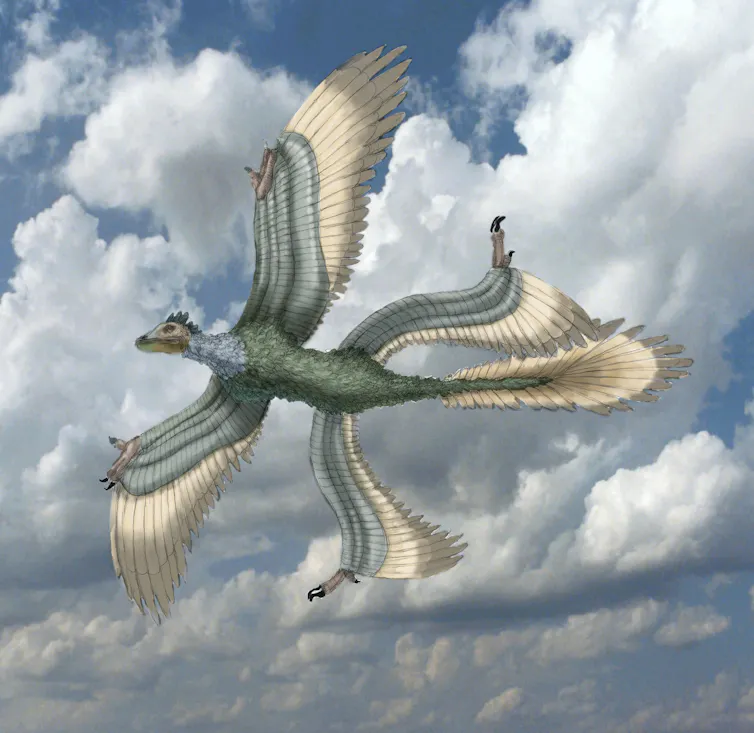 Artist's impression of a Microraptor