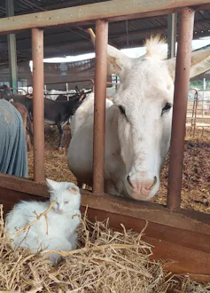 A white donkey and a white car are seen amongst hay.