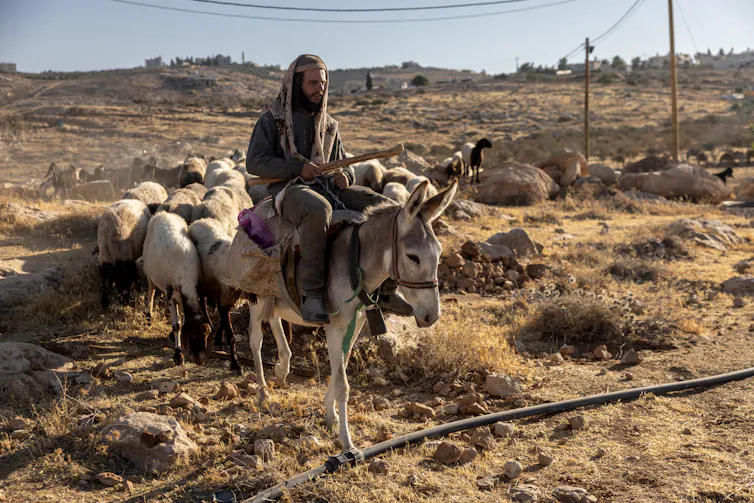 A man sits on a donkey followed by sheep.