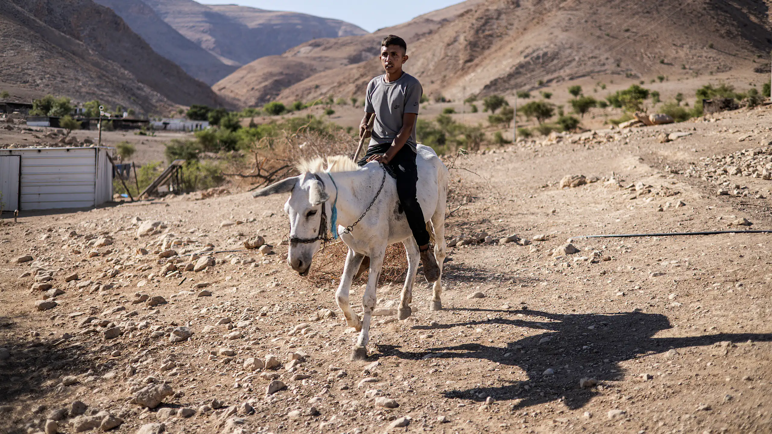A man sits on a white donkey.