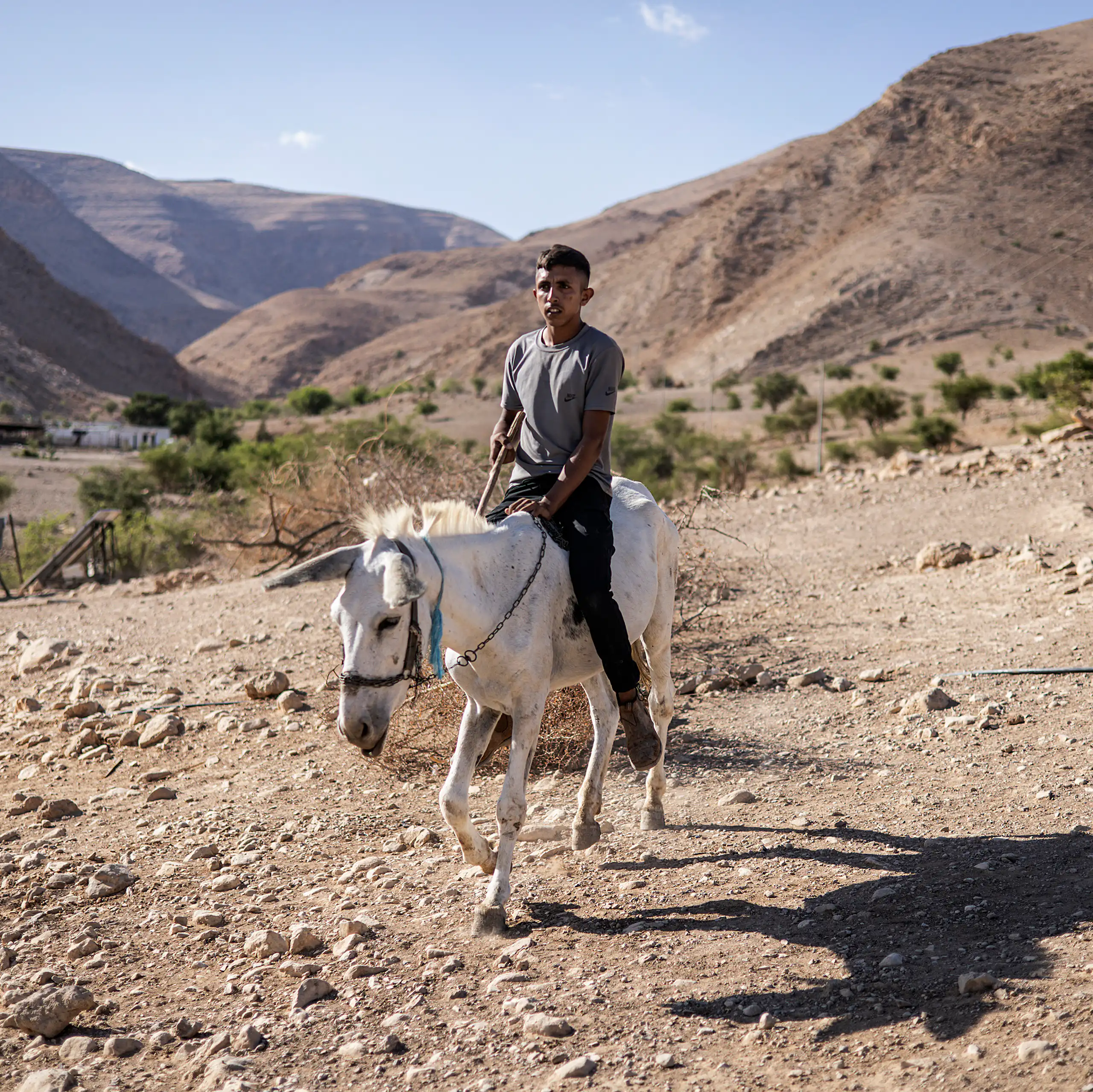 A man sits on a white donkey.