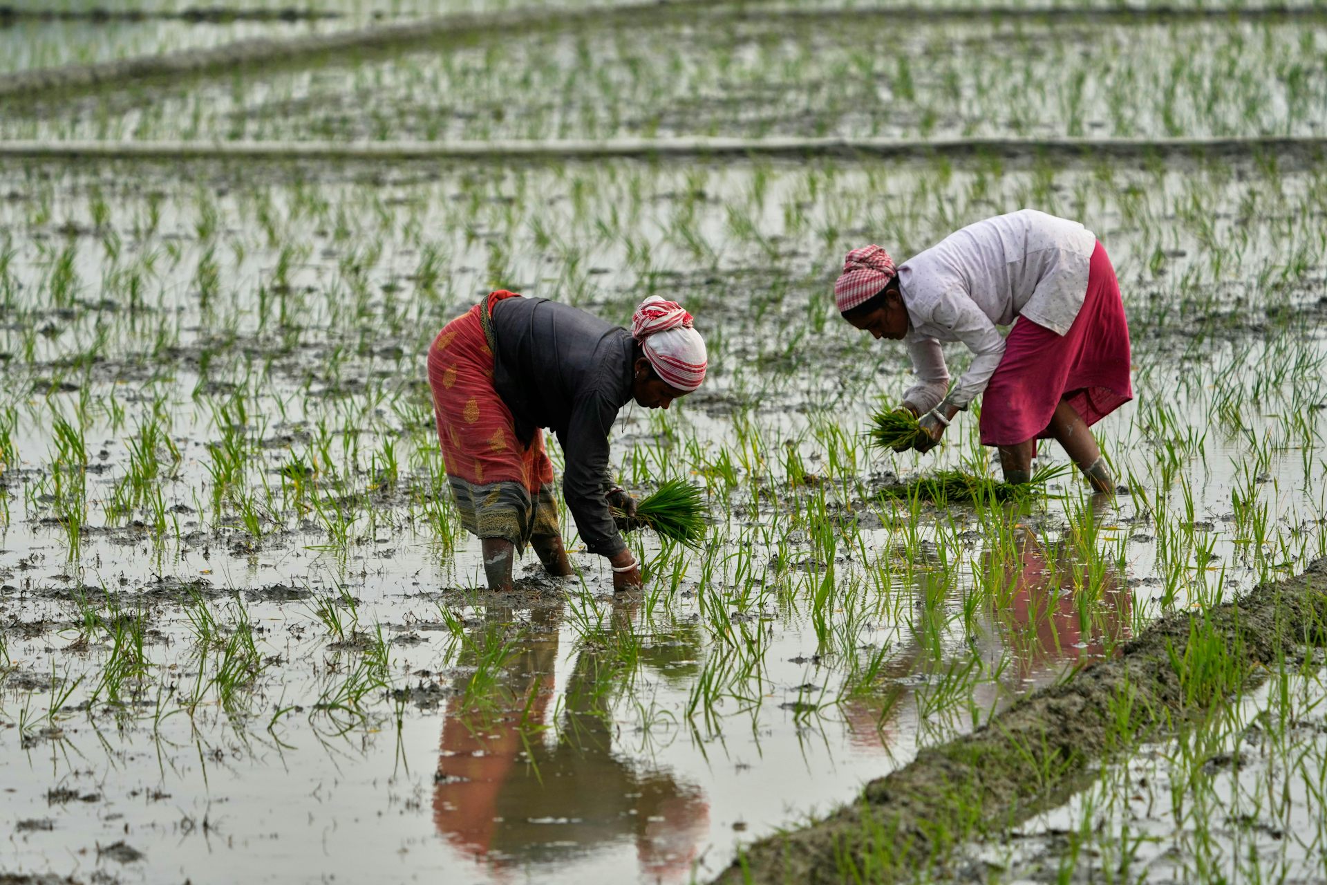 Las mujeres plantan arroz en el campo.