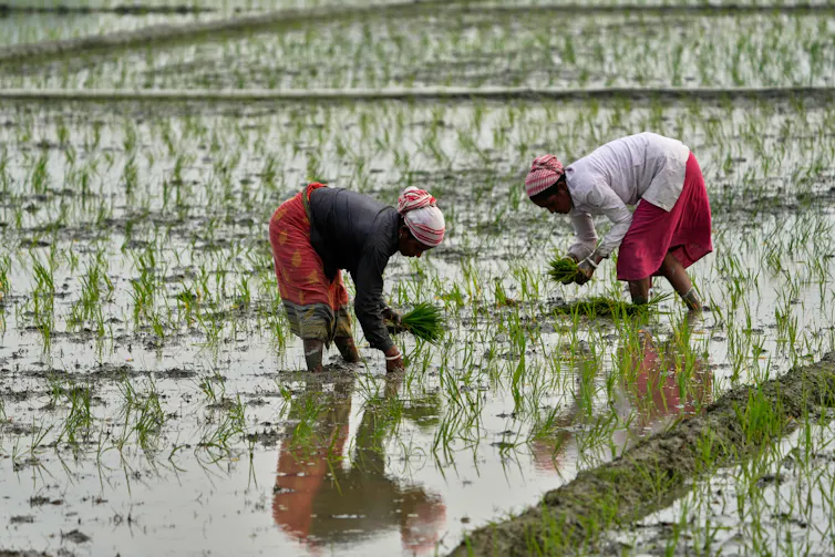 ¿Qué sucederá cuando los graneros del mundo comiencen a fallar simultáneamente? 2 Las mujeres plantan arroz en el campo.