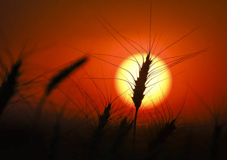 una espiga de trigo fue barrida por el sol rojo