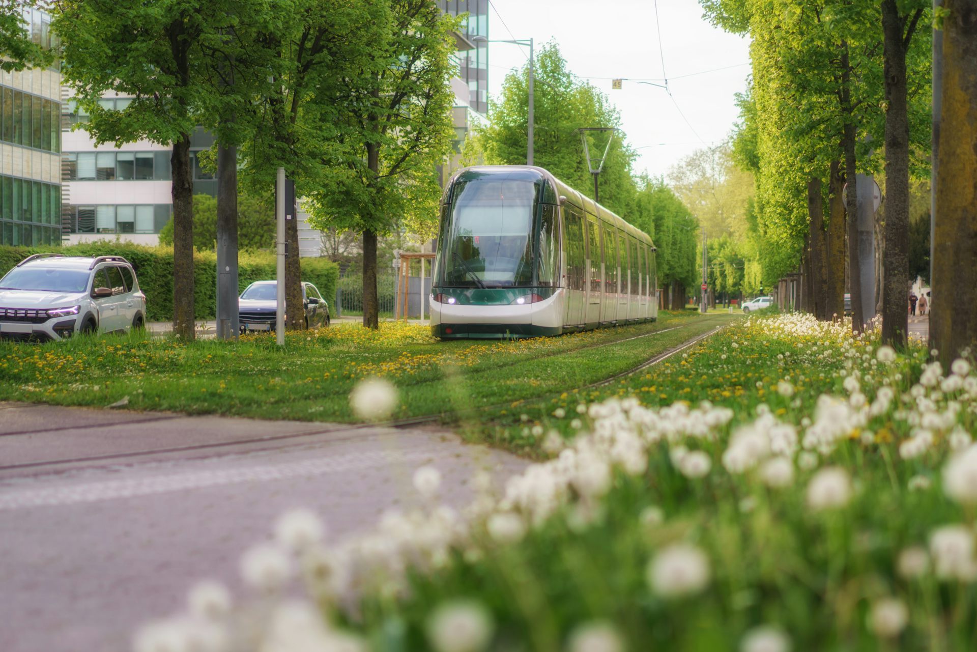 Green tram tracks cut heat and beautify cities. Why isn’t Australia doing it?