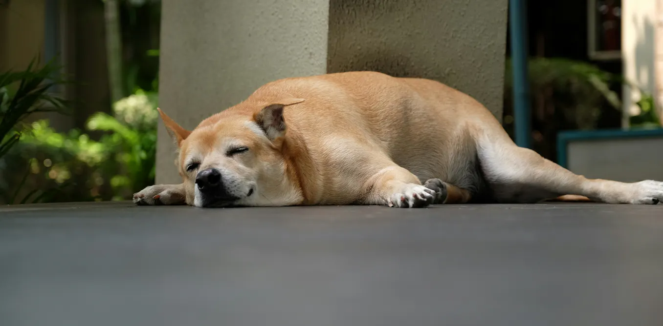 Is your cat or dog overweight? Why simply feeding less doesn’t always help Is your cat or dog overweight? Why simply feeding less doesn’t always help