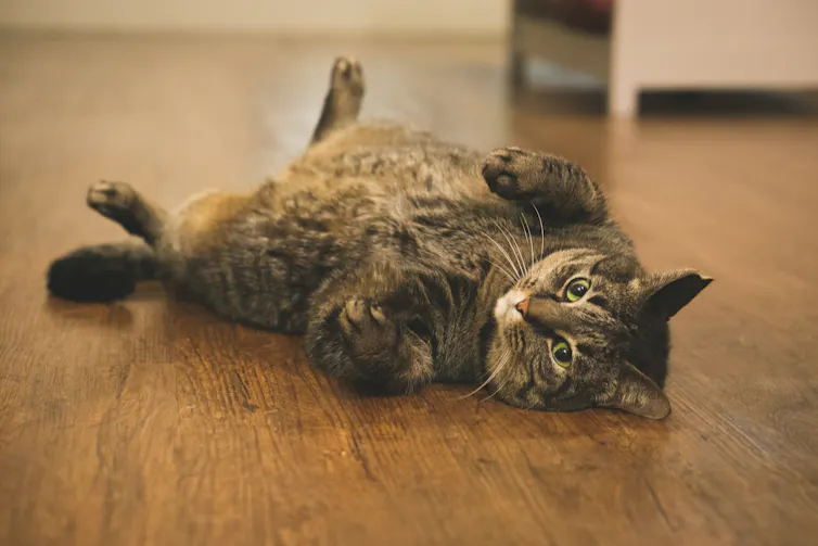 A chonky tabby cat lies on the floor looking content.