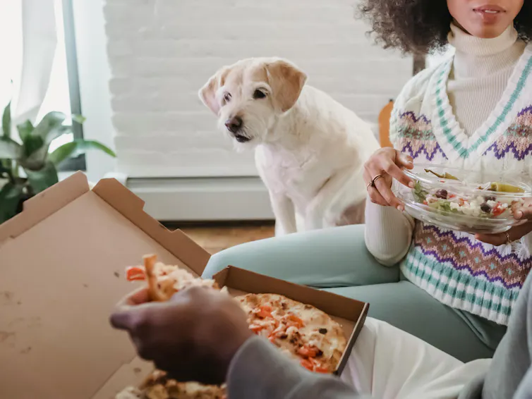 A small dog expectantly admires a slice of pizza their owner is eating on the sofa.