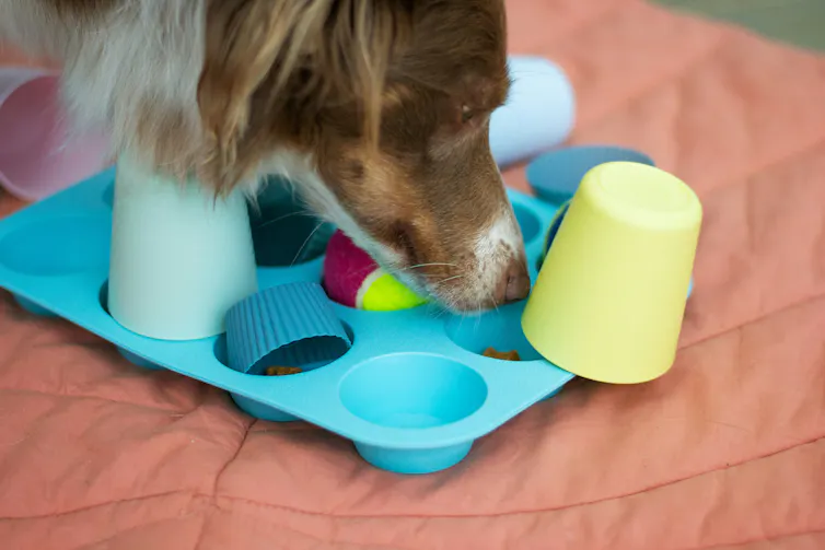 A dog sniffing at a puzzle feeder made out of a cupcake tin and cups.