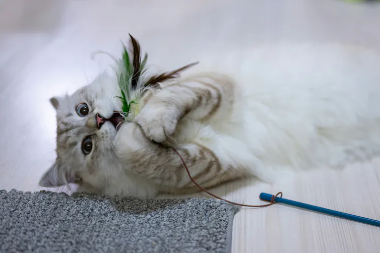 A cat viciously attacking a feathered toy on a stick.