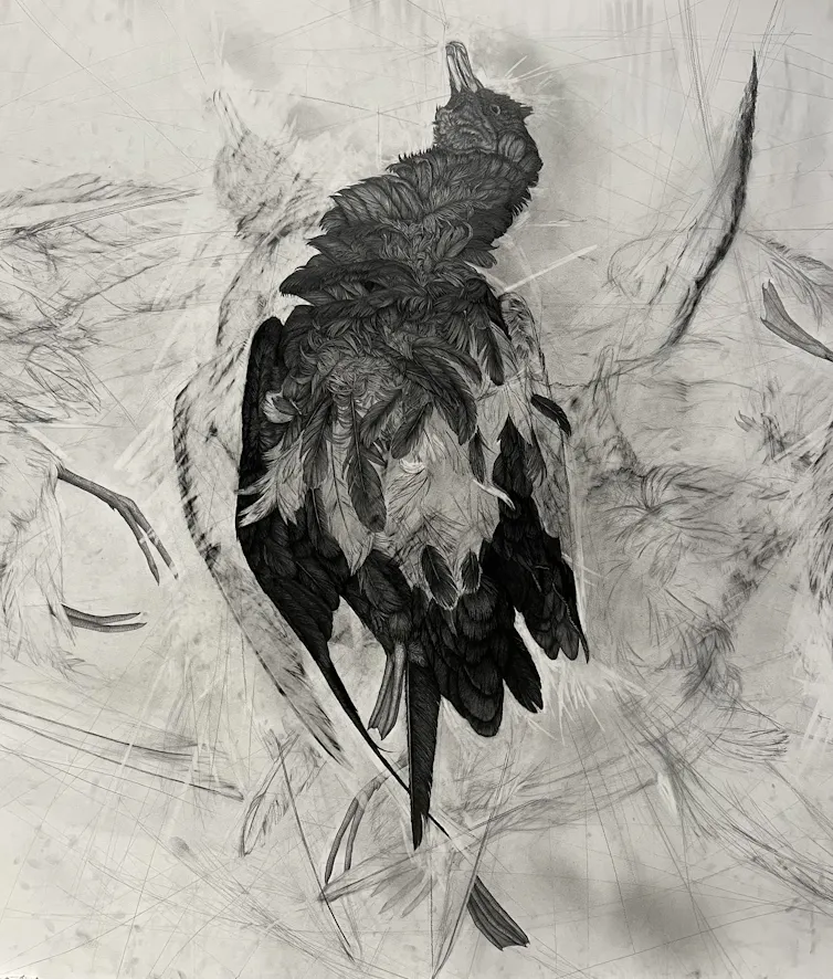 black and white drawing of a dead seabird.