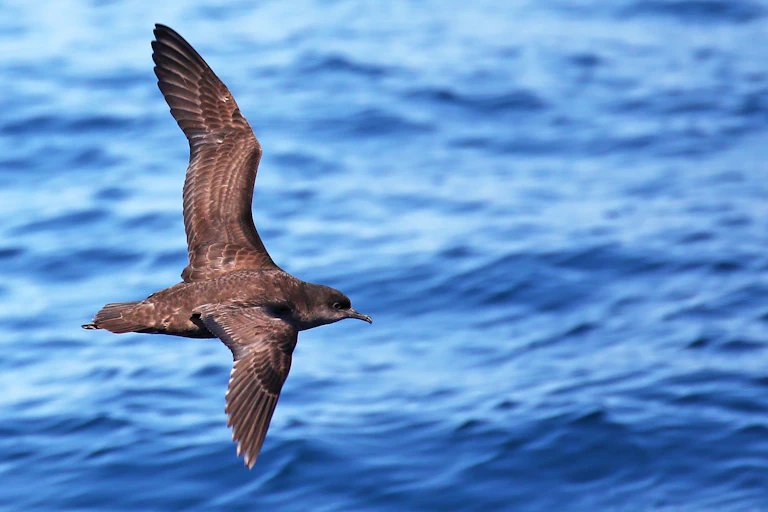 shearwater low over ocean, grey seabird flying just above waves.