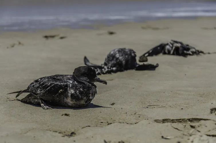 three sick or dead grey seabirds on a beach
