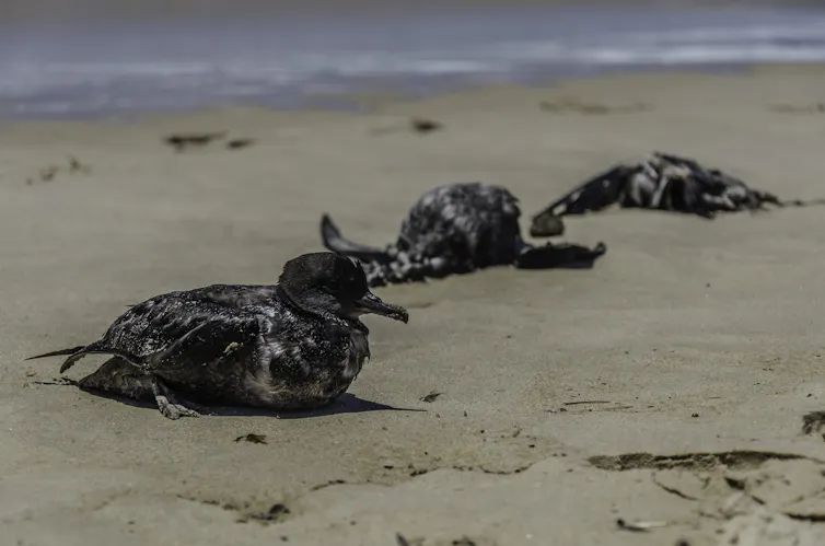 three sick or dead grey seabirds on a beach
