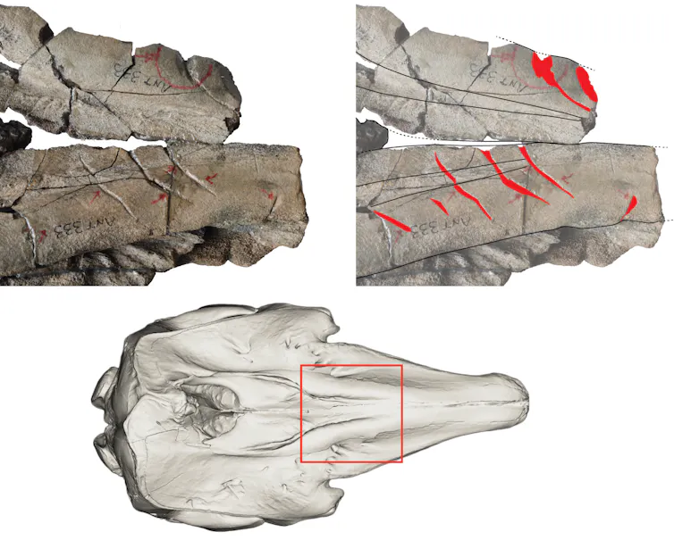 Image of fossil skull