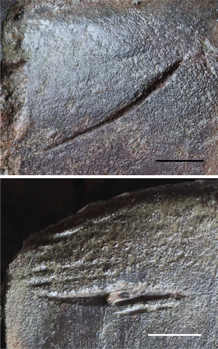 Fossil teeth marks