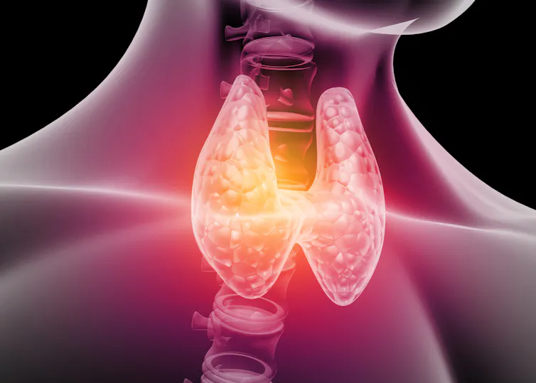 A digital drawing depicting the thyroid gland, which is located in the neck.