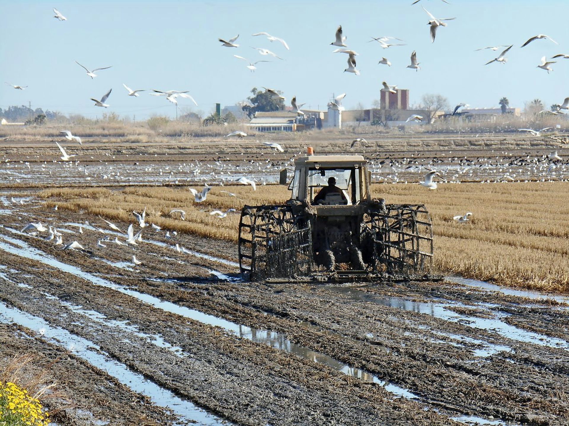 Un tractor atraviesa un campo de arroz, rodeado de muchos pájaros blancos.
