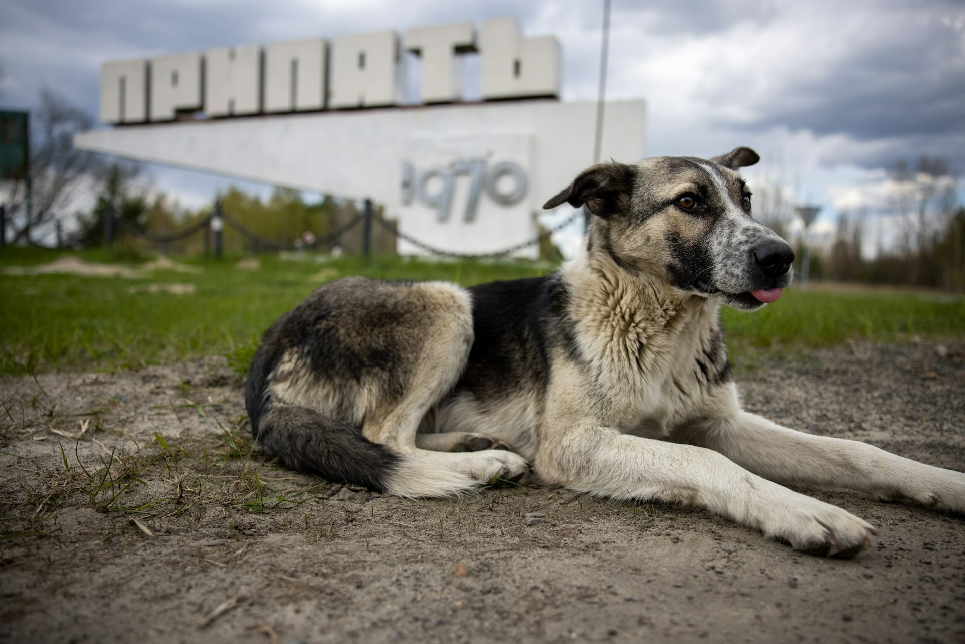 Chernobyl’s wildlife: the real story isn’t the presence of radiation – it’s the absence of humans