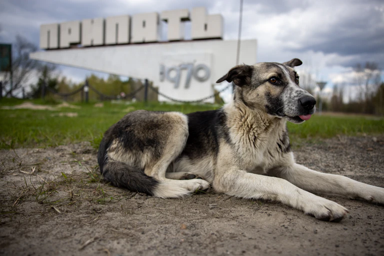 Dog in front of old sign