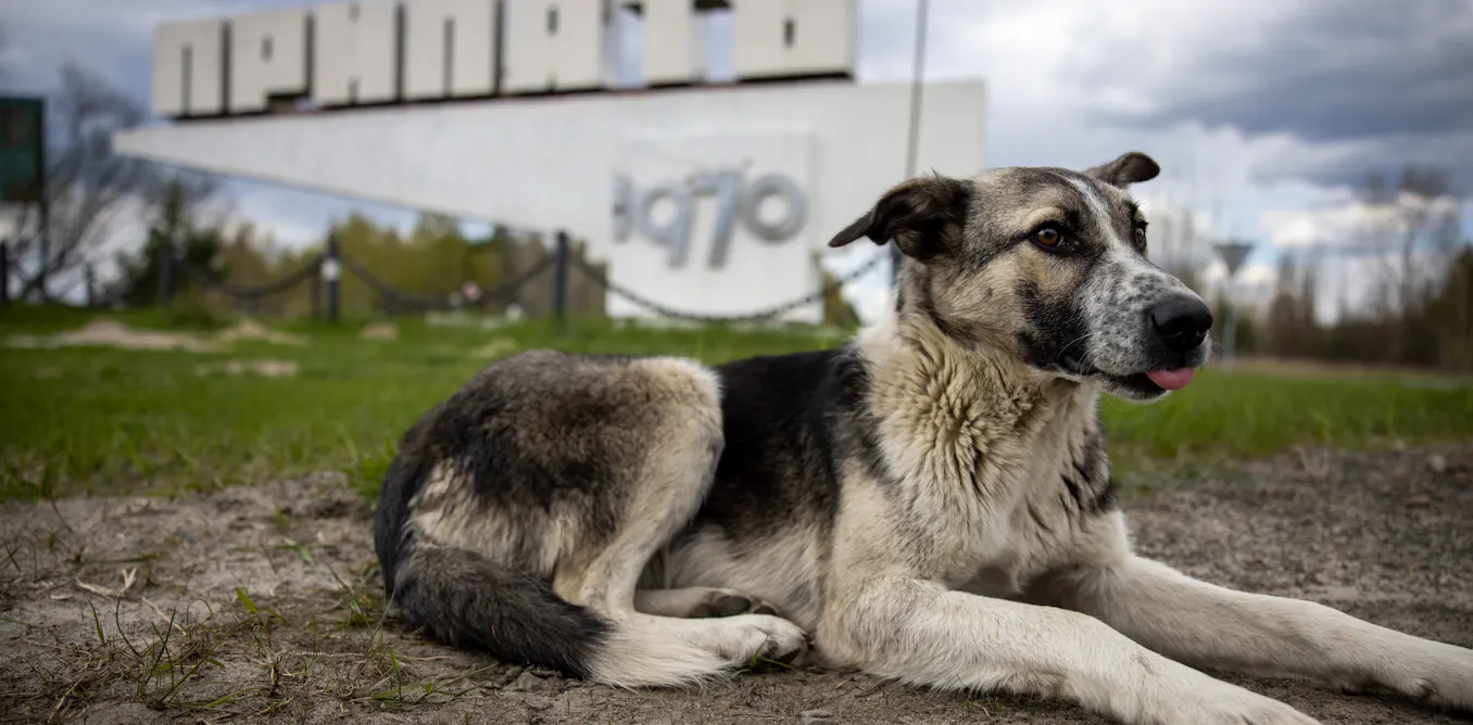 Chernobyl’s wildlife: the real story isn’t the presence of radiation – it’s the absence of humans