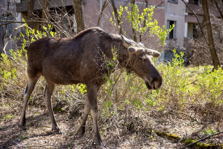 elk in abandoned city
