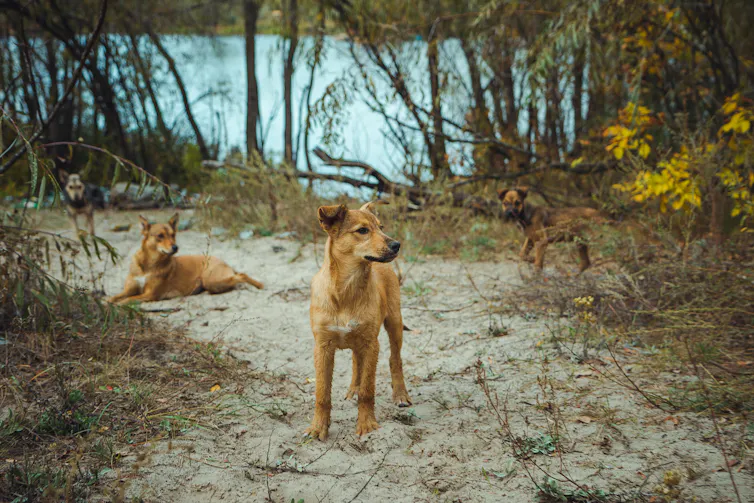 Dogs in Chernobyl