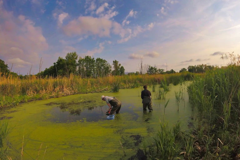Two people wade in a pond surrounded by plants