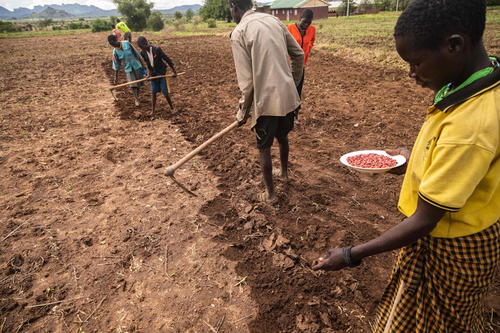 theconversation.com - Aaron I. Plex Sul&aacute; - Millions of farmers in Africa's Great Lakes region face rising temperatures. Study predicts how crop disease and pests could spread